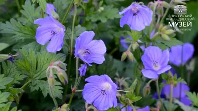 Герань луговая Plenum Violaceum (Geranium pratense Plenum Violaceum)