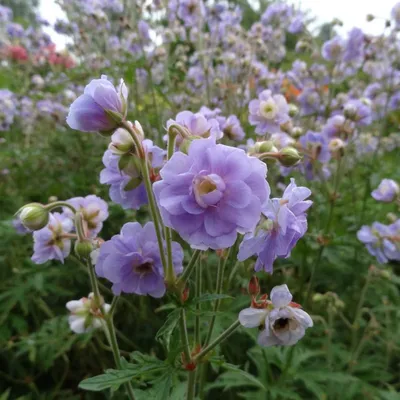 Герань луговая Geranium pratense Double Jewel: особенности сорта | СадЦентр  | Дзен