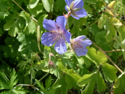 Герань луговая (Geranium pratense) - PictureThis