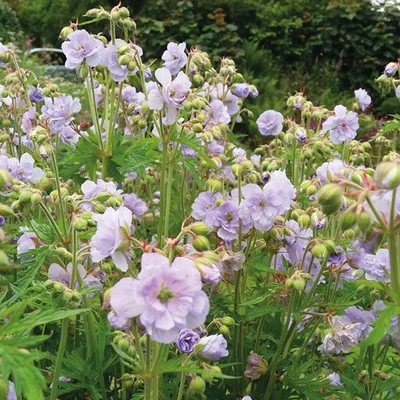 Герань луговая Midnight Reiter Geranium pretense - купить сорт в питомнике,  саженцы в Санкт-Петербурге