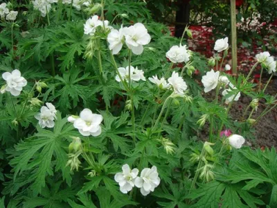 Герань луговая, журавельник луговой — Geranium pratense L. » Травы Сибири