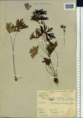 Герань луговая Фокус Покус: купить в Москве саженцы Geranium pratense Hocus  Pocus в питомнике «Медра» по цене от 630 руб