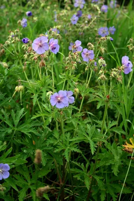 Герань луговая (Geranium pratense L.)