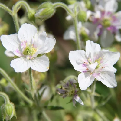 MW0154907, Geranium pratense (Герань луговая), specimen