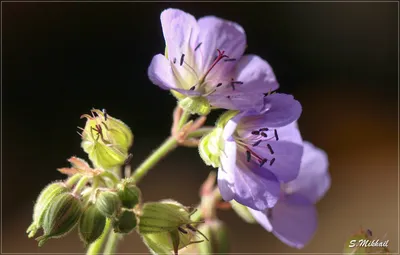 Герань луговая Plenum Violaceum Geranium pratense Plenum Violaceum - купить  сорт в питомнике, саженцы в Санкт-Петербурге