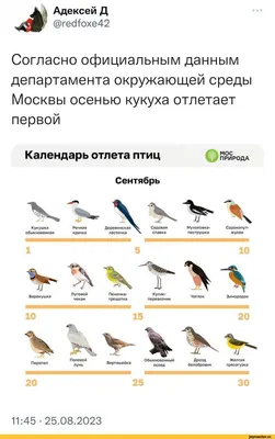 Whinchat / Травянка Лучна / Луговой Чекан | Animals, Bird