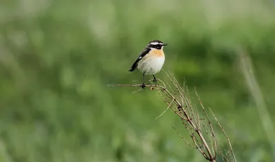 Птицы в кадре's Instagram profile post: “Луговой чекан - довольно  распространённая и заметная птица, населяющая луга и пастбища. Эти малыши…  | Птицы, Лугано, Малыши