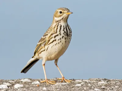 Птицы Новгородской области / Birds of Novgorod Oblast's Journal ·  iNaturalist