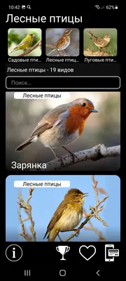Луговой чекан (Saxicola rubetra). Птицы Сибири.