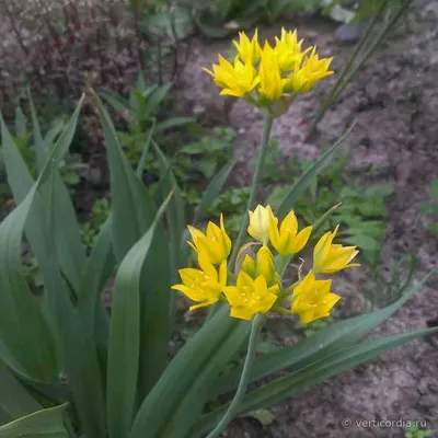 Вертикордия — Лук Моли (Allium moly)