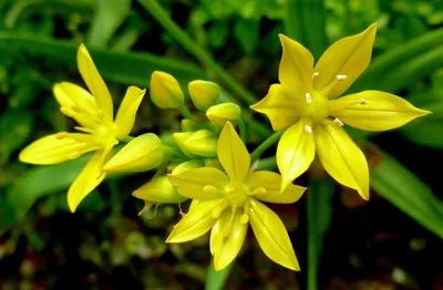 Allium moly L., Лук Моли (World flora) - Pl@ntNet identify