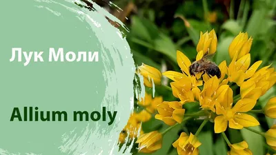 Лук моли/Золотой чеснок/Аллиум/Golden Garlic/Allium moly/Lily Leek - YouTube