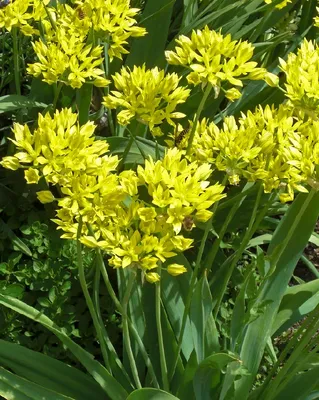 Лук Моли (Allium Moly) - купить саженцы в Минске и Беларуси