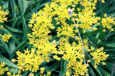 Лук декоративный (Аллиум) Моли / (Allium moly) - Аллиумы (Декоративные  луки) - купить недорого аллиум в Москве в интернет-магазине Сад вашей мечты