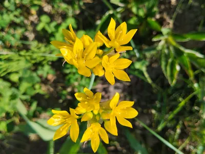 Лук горолюбивый или лук Островского (Allium oreophilum)