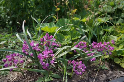 Вертикордия — Лук Островского (Allium ostrowskianum)