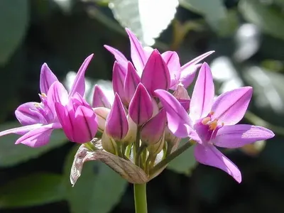 Вертикордия — Лук Островского (Allium ostrowskianum)