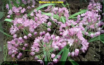 Вертикордия — Лук Островского (Allium ostrowskianum)