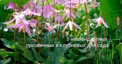 15 луковичных цветов, которые сажают весной — лучшие для вашей изысканной  клумбы | Дача - это маленькая жизнь | Дзен