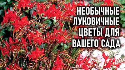 Необычные луковичные цветы для вашего сада | Любимая усадьба | Дзен