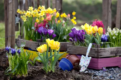 Все о луковичных растениях🌼🌿