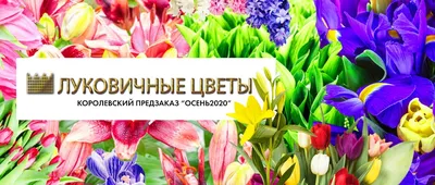 Осенние луковичные в саду. Осенние луковичные цветы