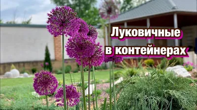 Купить луковицы и клубни декоративных садовых растений с доставкой по Киеву  и Украине.