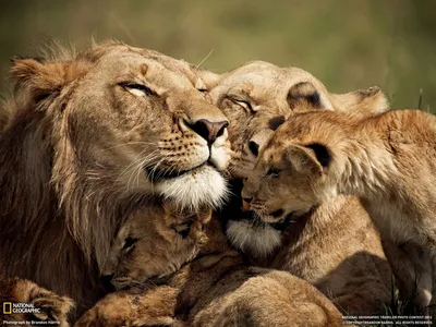 Львиная семья / Lions and Cubs, Kenya | dovga.net