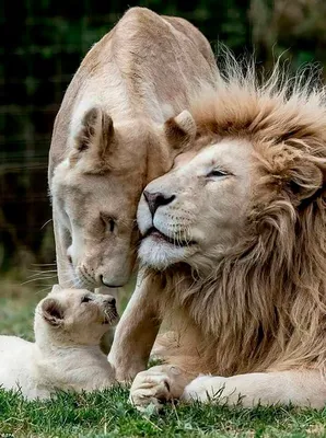 Львиная семья | Пикабу