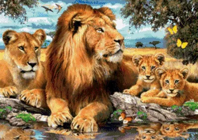 Картинки семья львов - 77 фото