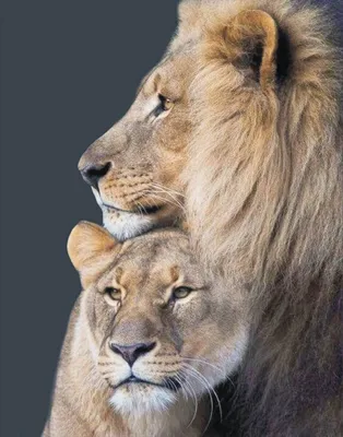 Львиная семья - постер на дереве - сердце