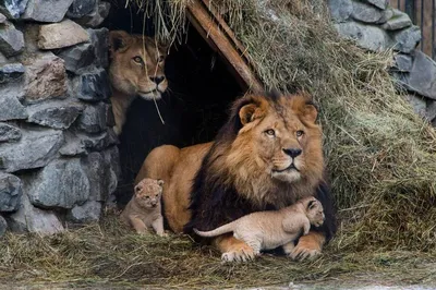 Картина «Львиная семья» | Купить панно из янтаря со львами | Ukryantar