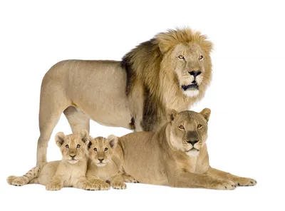 В Ярославском зоопарке образовалась полноценная львиная семья 13 февраля  2020 г. - 13 февраля 2020 - 76.ru