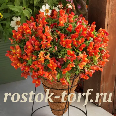 Каталог Львиный зев ампельный (Antirhinum majus F1) Candy Showers Orange, 3  мультидраже от интернет магазина Росток-Торф - rostok-torf.ru