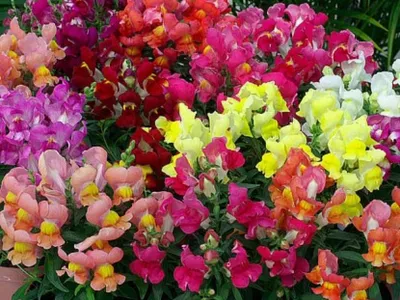 Львиный зев карликовый, смесь (Antirrhinum pumilum Dwarf Variety Mix)  купить в Москве, доставка почтой по России, недорого в интернет-магазине,  цены