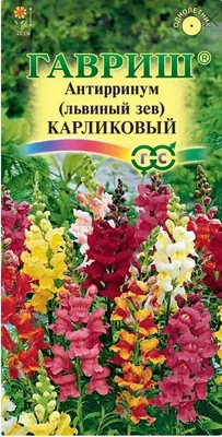 Купить Львиный зев карликовый красный недорого по цене 54руб.|Garden-zoo.ru