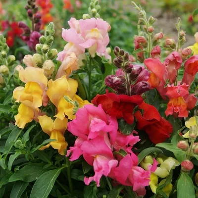 Семена цветов \"Львиный зев карликовый, розовый\" купить по цене 50 ₽ в  интернет-магазине KazanExpress