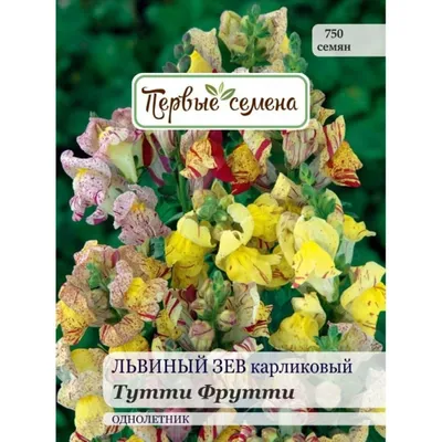 Львиный зев (Антирринум) карликовый Твинни желтый с прожилками Antirrhinum  majus Twinny yellow shades - купить семена цветов с доставкой по Украине в  магазине Добродар