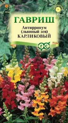 Львиный зев Кимоси оранжевый карликовый - Садовый центр «СадОК»