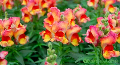 Львиный зев (Антирринум) карликовый Твинни персиковый Antirrhinum majus  Twinny peach - купить семена цветов с доставкой по Украине в магазине  Добродар