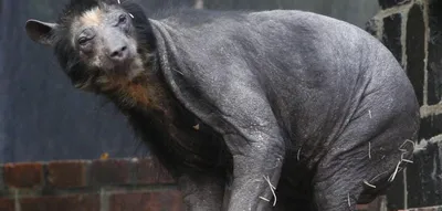 В Германии медведь заболел редкой болезнью и потерял мех – как выглядит лысый  медведь – фото