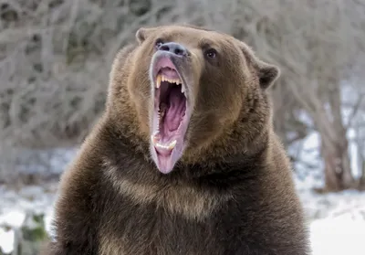 Свердловчане сняли на видео драку медведей в лесу. Расказываем, как вести  себя при встрече со зверем - 23 июня 2022 - e1.ru