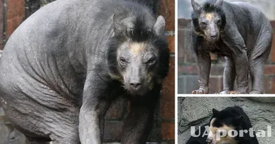 В Германии медведь заболел редкой болезнью и потерял мех – как выглядит лысый  медведь – фото
