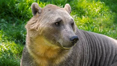 лысый медведь в зоопарке｜Пошук у TikTok