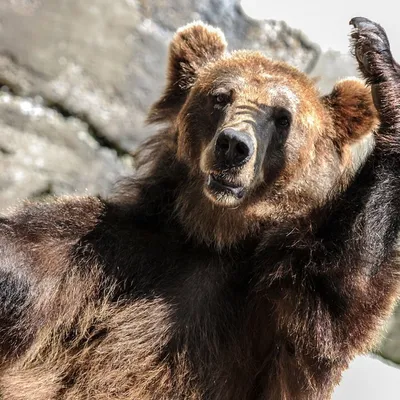 Малайский медведь - Медведи | Некоммерческий учебно-познавательный  интернет-портал Зоогалактика