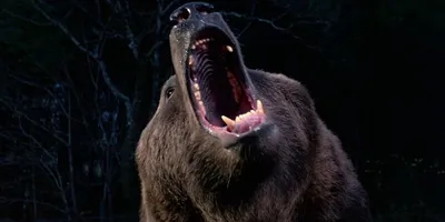 Медведь 🐻🐨❗ | Facebook