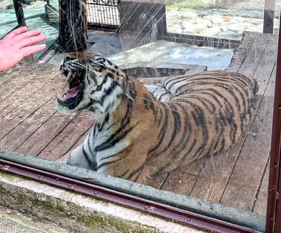 Лысый тигр фото 83 фото