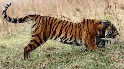 Сбежавшего амурского тигра разыскивают в Крыму — 23.11.2023 — В России на  РЕН ТВ