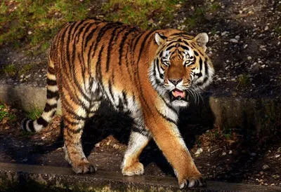Видео: \"Дом тигра\" — как ветеринар и акробат создали хоспис для больших  кошек
