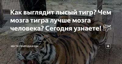 Лысый тигр - 59 фото